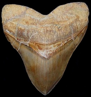 Atacama Megalodon - Widest tooth