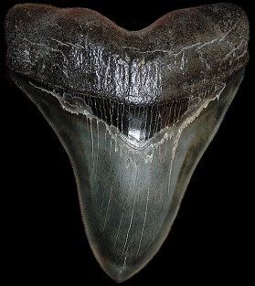 15,4 cm Megalodon